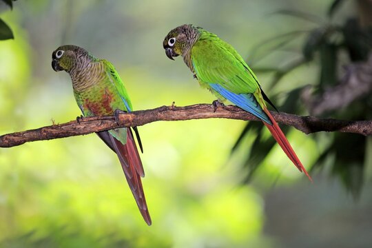 Green-cheeked parakeets (Pyrrhura molinae), sitting on branch, captive, native to South America