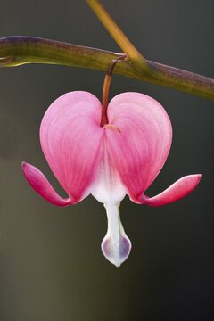 Bleeding Heart (Lamprocapnos spectabilis), blossom, North Hesse, Hesse, Germany