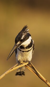 Pied Kingfisher (Ceryle rudis), perching at the bank of the Chobe River, Chobe National Park, Botswana