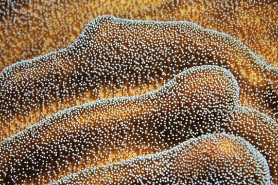 Leather coral (Sarcophyton spec.) with half closed polyps, detail, order of soft corals (Alcyonacea), Pacific Ocean, Great Barrier Reef, UNESCO World Heritage Site, Australia.