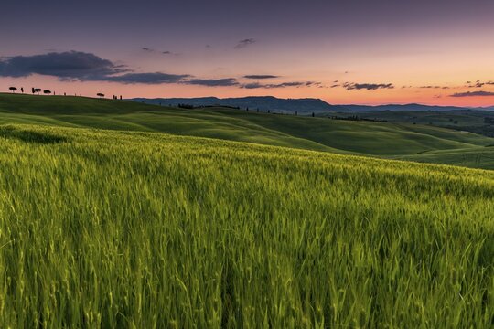 Tuscan landscape with cornfield, sunset, San Quirico d'Orcia, Val d'Orcia, Tuscany, Italy