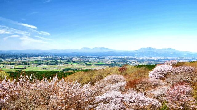 栃木県大田原市　御亭山から見る満開の山桜