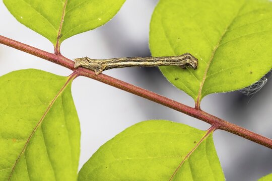 Engrailed (moth) (Ectropis crepuscularia), caterpillar, on twig of bee tree, honey ash (Tetradium daniellii var. hupehensis), mimesis, Hesse, Germany