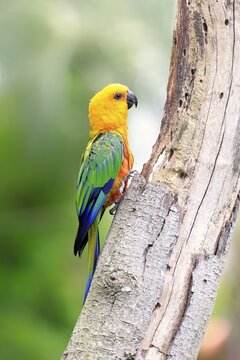 Sun Parakeet (Aratinga solstitialis jandaya), adult on tree, occurrence in Brazil, captive