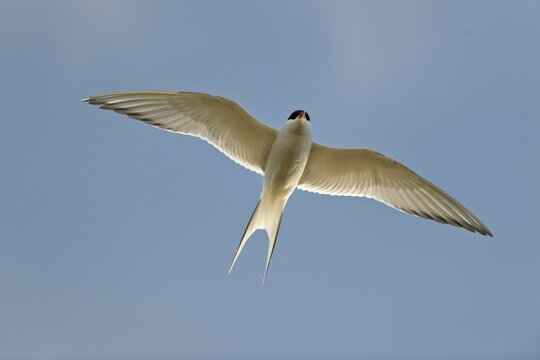 Arctic Tern (Sterna paradisaea), in flight, K&oacute;pasker, Iceland, Europe
