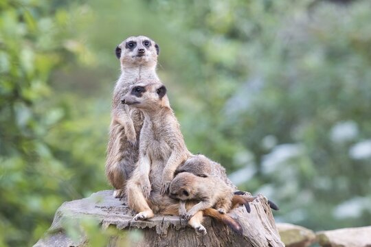 Meerkats (Suricata suricatta), females suckling young animals, one Meerkat on guard, captive