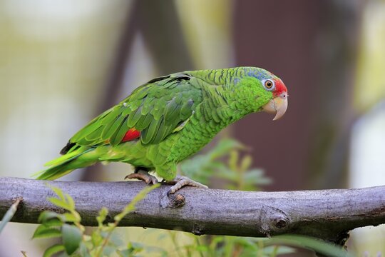 Red-crowned Amazon (Amazona viridigenalis), adult, on branch, captive, Germany