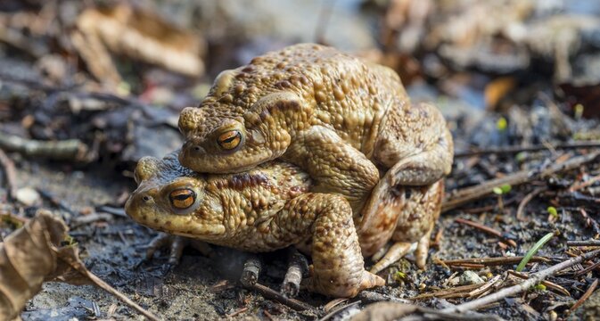 Common toads (Bufo bufo), mating at water, Stallauer Weiher, Bavaria, Germany