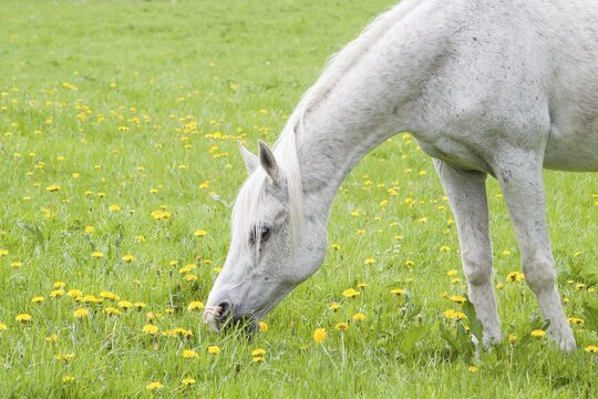 White horse on dandelion meadow, Masuria, Poland