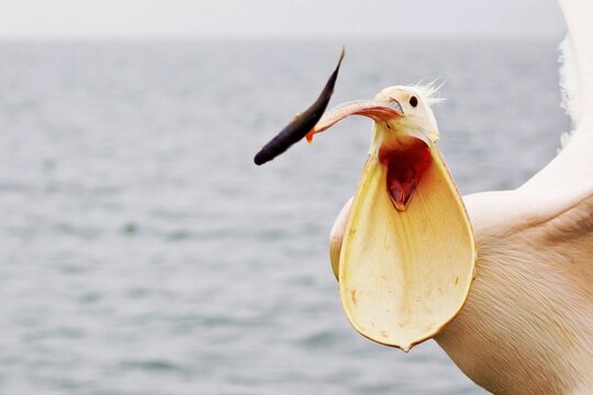 Great white pelican (Pelecanus onocrotalus), snapping at thrown fish, Walfish Bay, Erongo Region, Namibia