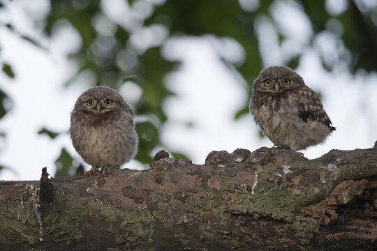 Young little owls (Athene noctua) in front of their nesting hole, Emsland, Lower Saxony, Germany