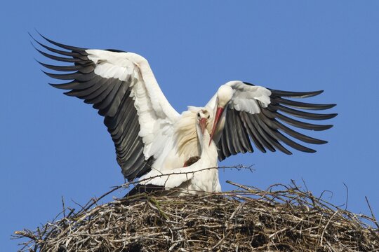 White Storks (Ciconia ciconia), stork couple mating, North Hesse, Hesse, Germany