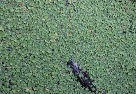 Kaiman im Wasser zwischen gr&uuml;nen Wasserpflanzen