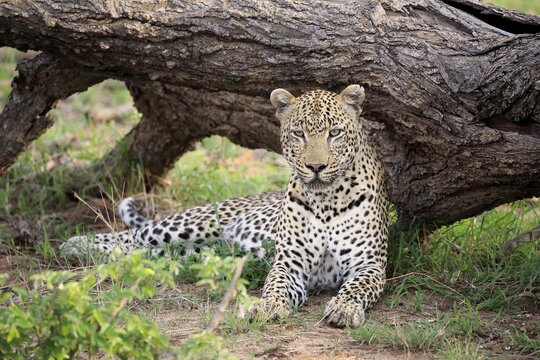 Leopard (Panthera pardus), adult, lying on the floor, attentive, observing, view into the camera, Sabi Sand Game Reserve, Kruger National Park, South Africa
