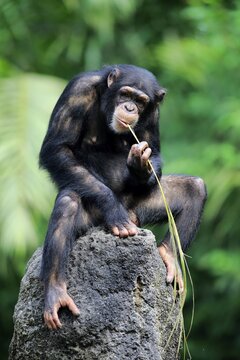 Chimpanzee, (Pan troglodytes troglodytes), adult female, uses tool, eating, captive, occurrence Africa