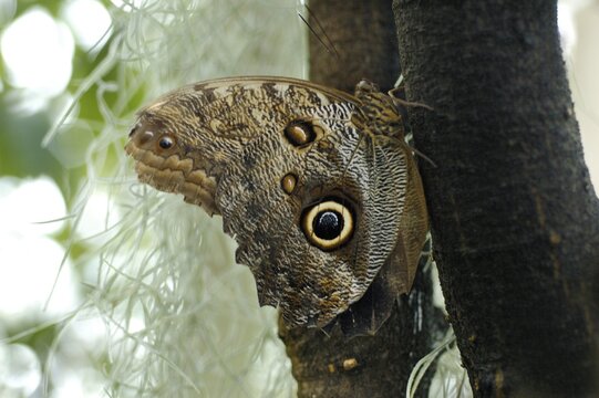 Caligo eurilochus Brassolinae sitting at a tree trunk