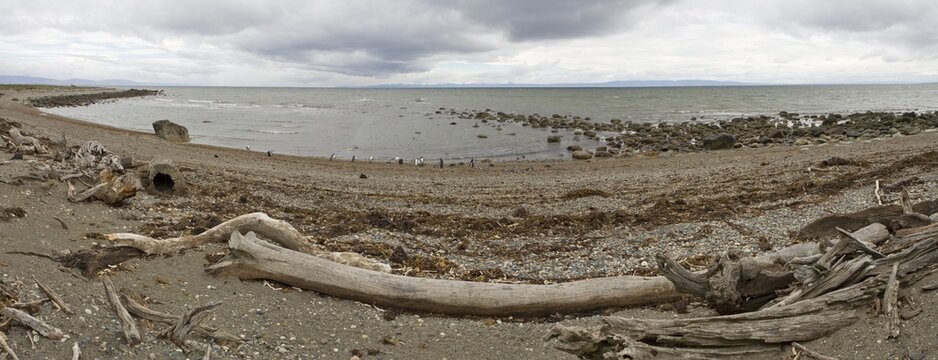 Bay with Magellan Penguins (Spheniscus magellanicus), Patagonia, Chile, South America