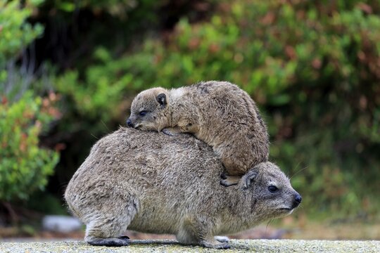 Rock Hyrax (Procavia capensis), female with young on her back, social behavior, Betty's Bay, Western Cape, South Africa