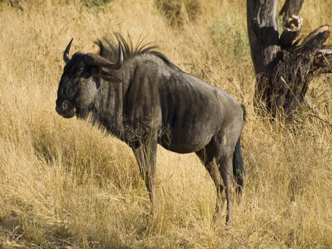 Blue Wildebeest (Connochaetes taurinus), Dan Viljoen National Park, Namibia, Africa