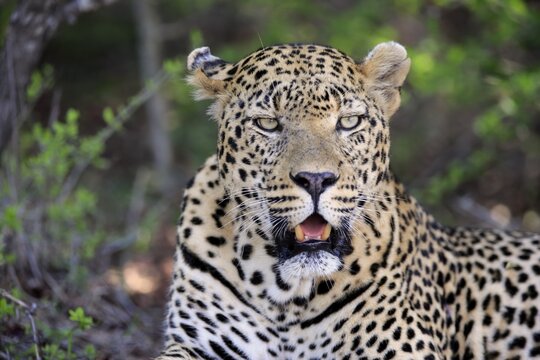 Leopard (Panthera pardus), adult, lying on the ground, attentive, observing, animal portrait, Sabi Sand Game Reserve, Kruger National Park, South Africa