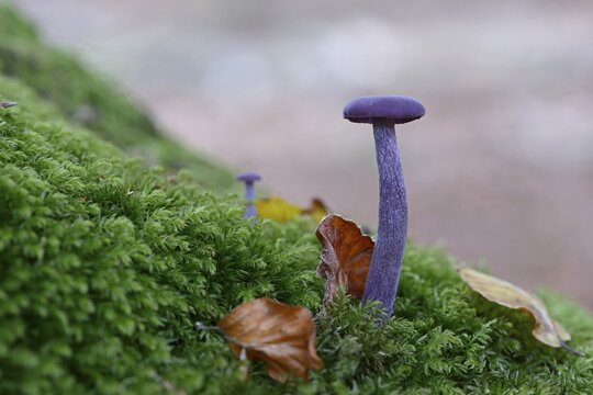 Amethyst Deceiver (Laccaria amethystina), Emsland, Lower Saxony, Germany