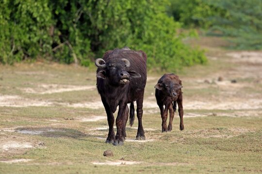 Water buffalo (Bubalis bubalis), mother with calf, Bundala National Park, Sri Lanka