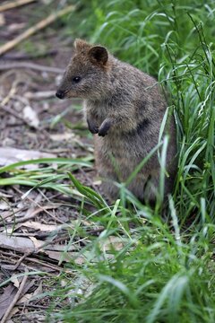 Quokka (Setonix brachyurus), standing upright in Meadow, Mount Lofty, South Australia, Australia