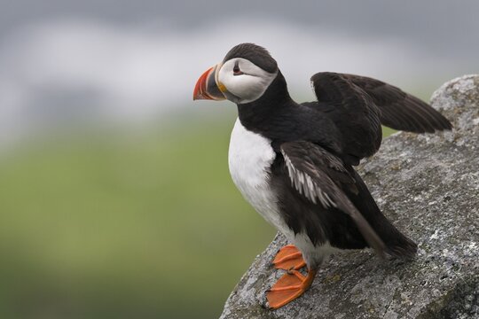 Puffin or Atlantic Puffin (Fratercula arctica), Runde, S&oslash;r&oslash;yane, M&oslash;re og Romsdal, Norway