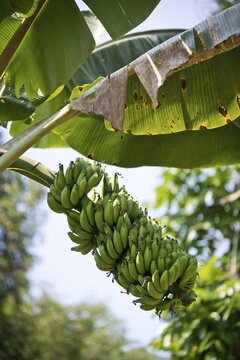 Banana Plant (Musa paradisiaca), Peermade, Kerala, India