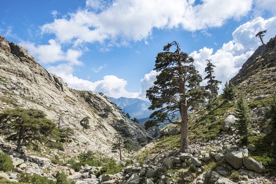 Mountainous landscape in Golo Valley, Nature Park of Corsica, Parc naturel r&eacute;gional de Corse, Corsica, France