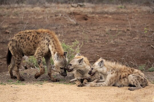 Spotted hyena (Crocuta crocuta), Old and young animal greet, social behaviour, Kruger National Park, South Africa
