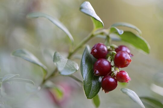 Lingonberries or Cowberries (Vaccinium vitis-idaea), Emsland, Lower Saxony, Germany