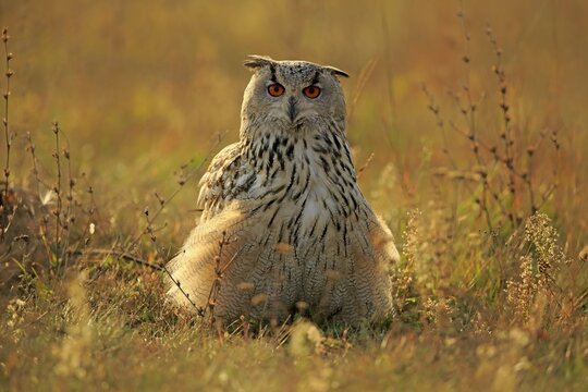 Siberian Eagle Owl (Bubo bubo sibiricus), adult, standing puffed up in meadow, Slovakia