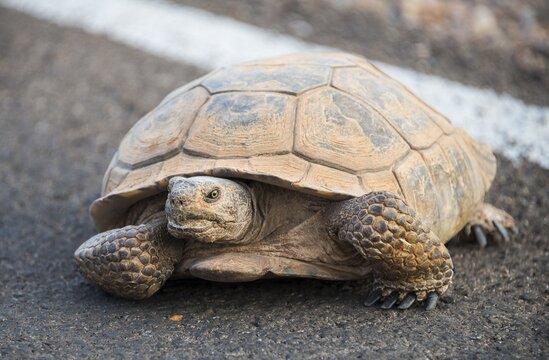Agassiz's desert tortoise (Gopherus agassizii) crossing road, Valley of Fire, Mojave Desert, Nevada, USA