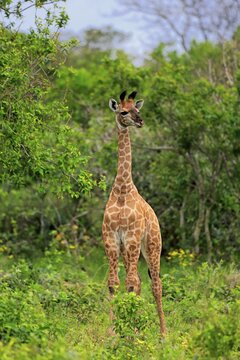 Cape Giraffe, (Giraffa camelopardalis giraffa), young, alert, Saint Lucia Estuary, Isimangaliso Wetland Park, Kwazulu Natal, South Africa