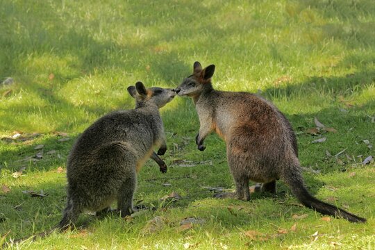 Swamp wallaby (Wallabia bicolor), adult, pair, social behaviour, Cuddly Creek, South Australia, Australia