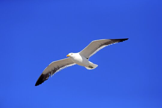 Kelp Gull (Larus dominicanus), adult, flying, Betty's Bay, Western Cape, South Africa
