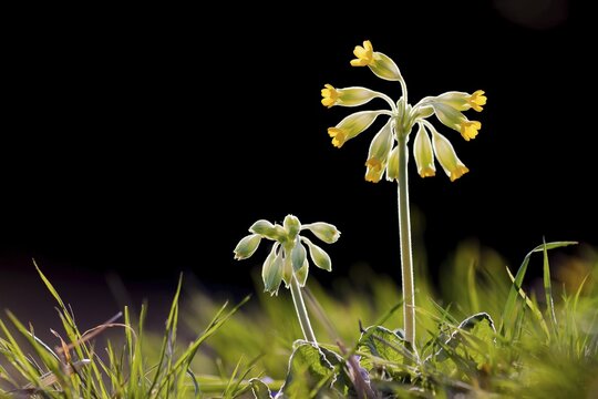 Common Cowslip (Primula veris), Hesse, Germany