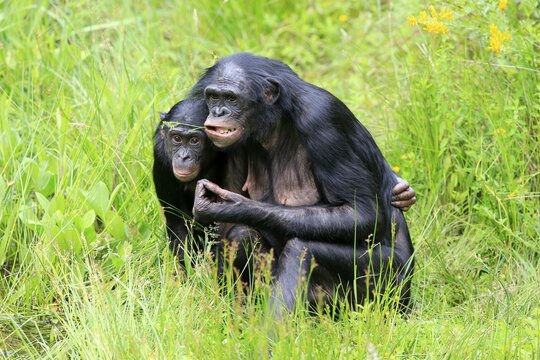 Bonobo, pygmy chimpanzee (Paniscus), adult, female, mother, young, social behaviour, alert, endangered species, captive