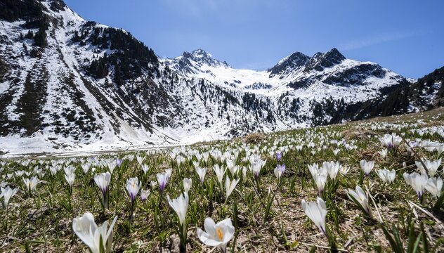 Meadow full of white and purple crocuses, sea of blossoms, snow-capped mountains, mountain landscape in spring, Oberbergtal, Oberissalm, Stubai Alps, Tyrol, Austria