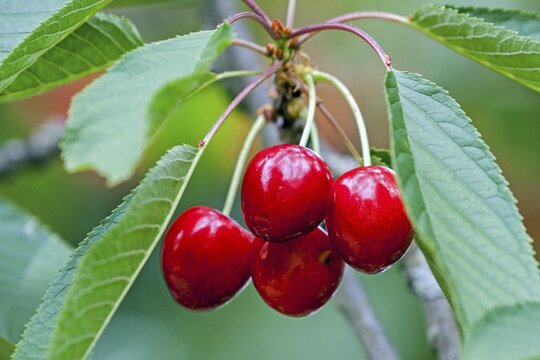 Cherry (Prunus), sweet cherry, ripe fruit hanging on a branch, Baden-W&uuml;rttemberg, Germany