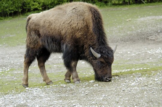 Grazing wood bison (Bison bison athabascae)