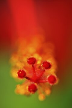 Blossom of the red hibiscus (Hibiscus)