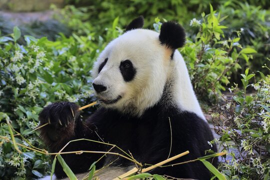 Giant Panda (Ailuropoda melanoleuca), adult feeding Portrait, captive, Adelaide, South Australia, Australia