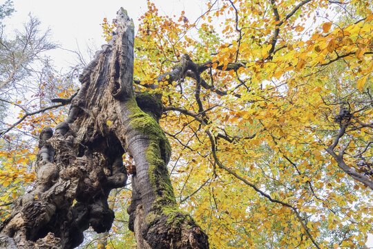 Old hute beech in autumn, Kellerwald, Hutewald Halloh near Albertshausen, Hesse, Germany