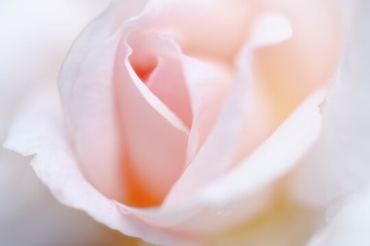 Rose flower (Rosa), detail