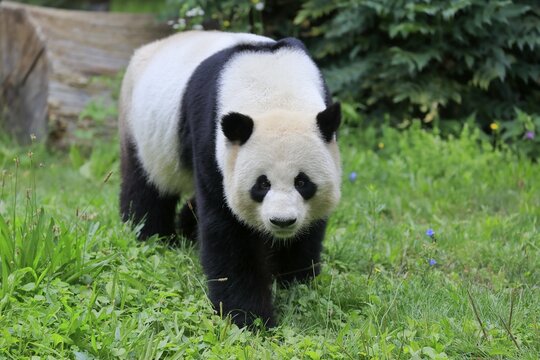 Giant Panda (Ailuropoda melanoleuca), adult, foraging, captive, China