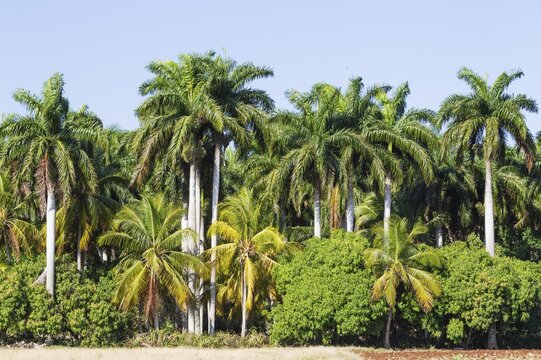 Royal palms (Roystonea regia), Granma Province, Cuba
