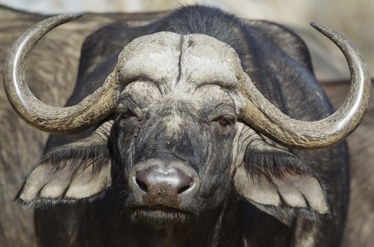 Cape Buffalo (Syncerus caffer caffer), close-up of a bull, Okavango Delta, Moremi Game Reserve, Botswana