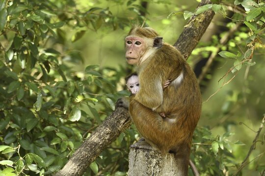 Toque macaque (Macaca sinica), dam with cub sitting on branch, Yala National Park, Sri Lanka